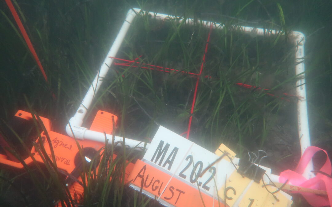 Research Aims to Preserve and Restore Important Eelgrass Habitats