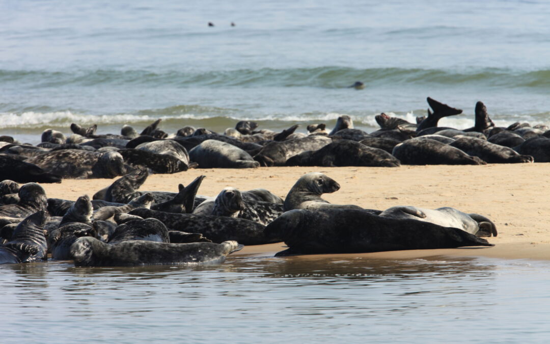 Seals hauled out