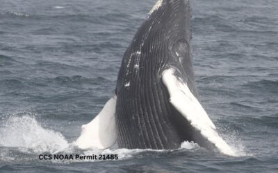 Dr. Jooke Robbins co-authors new study on whale populations & climate change