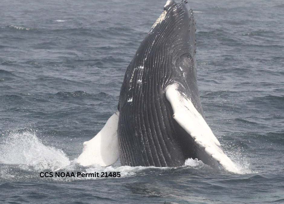 Dr. Jooke Robbins co-authors new study on whale populations & climate change