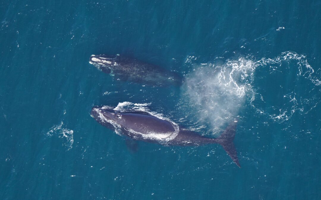 Scientists release annual population estimate for critically endangered North Atlantic right whale amid ongoing threats