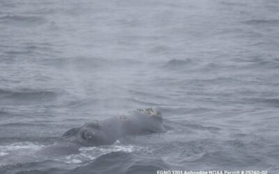 CCS researchers make season’s first sighting of North Atlantic right whales in Cape Cod Bay