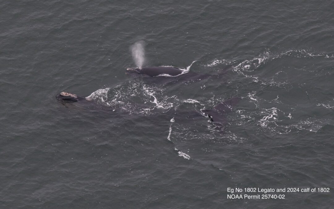 First North Atlantic right whale mother and calf of season observed near Cape Cod Bay