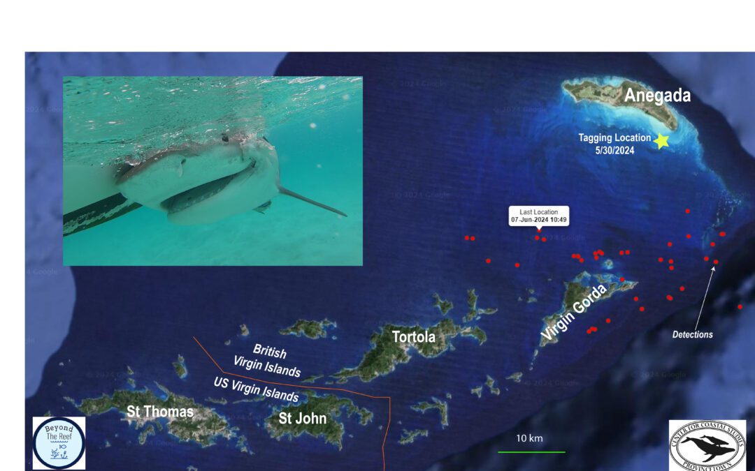 Shark Researchers Expand Work Beyond Cape Cod to Learn More about Shark Behavior in the British Virgin Islands