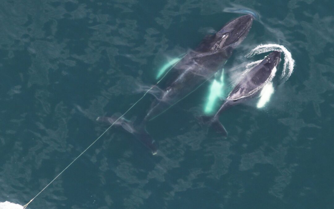 CCS MAER Team Disentangles Humpback Whale “Mudskipper”