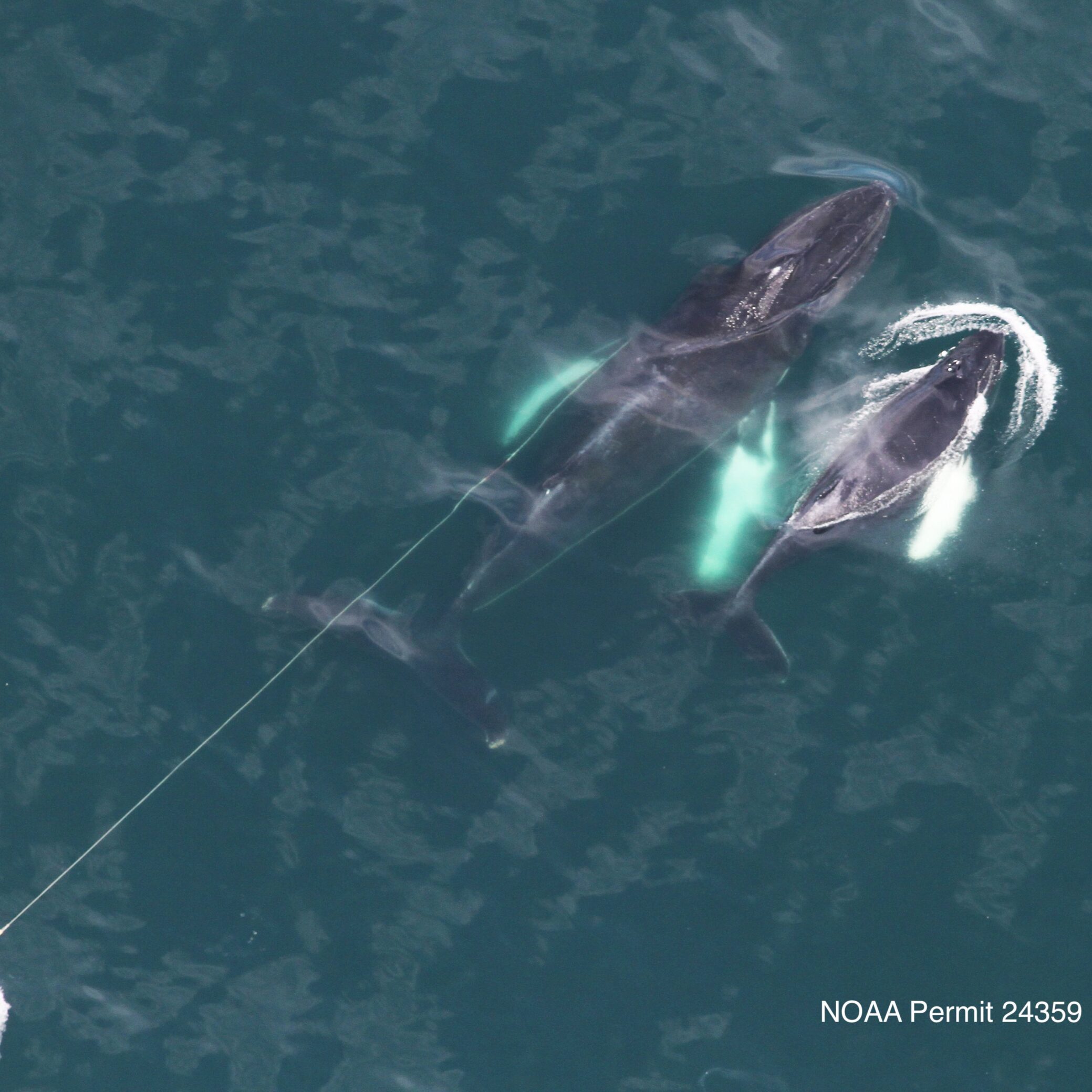 CCS MAER Team Disentangles Humpback Whale “Mudskipper” | Center