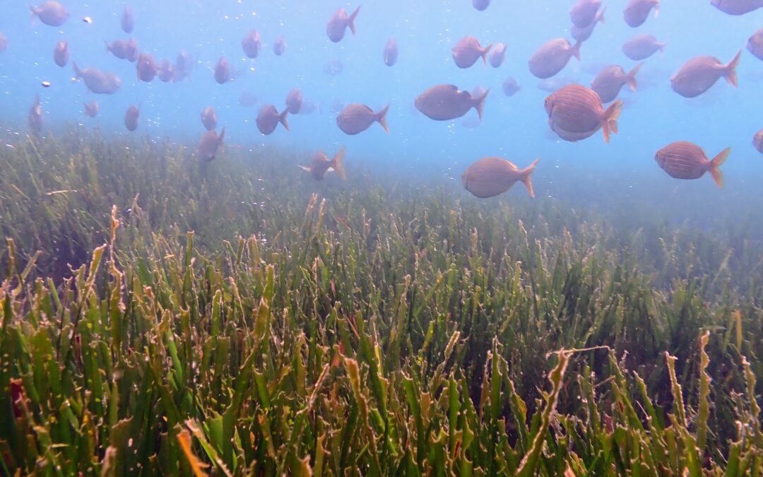 Agnes Mittermayr Builds International Support for Seagrass Conservation Effort