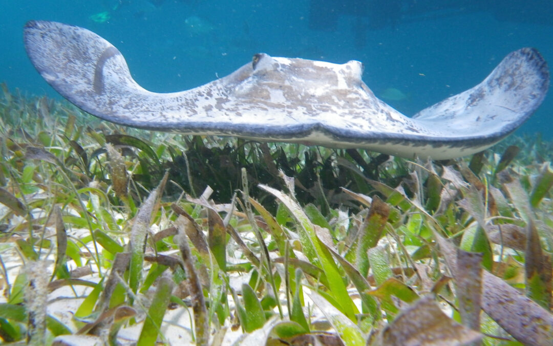 CCS Joins UN Effort to Conserve Seagrass