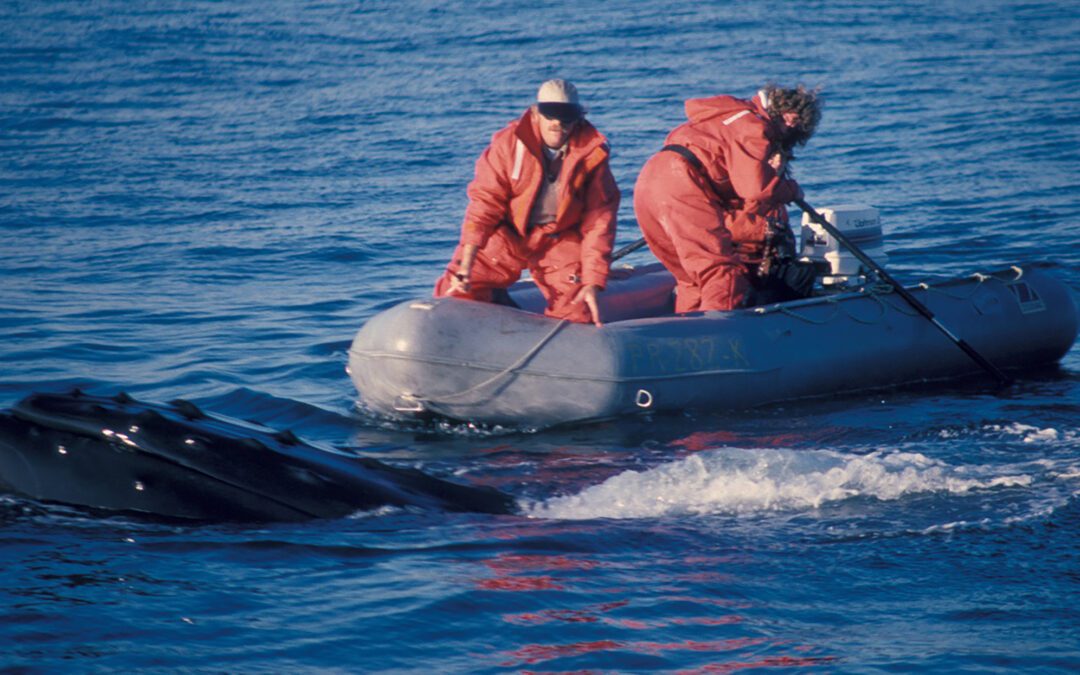 Thanksgiving to Mark the 40th Anniversary of the Disentanglement of Ibis, the First Rescue of an Entangled Whale by the Center for Coastal Studies