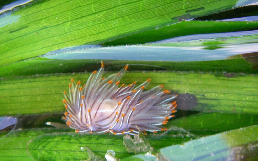 With New Tools, CCS Leads Global Efforts to Conserve Seagrass