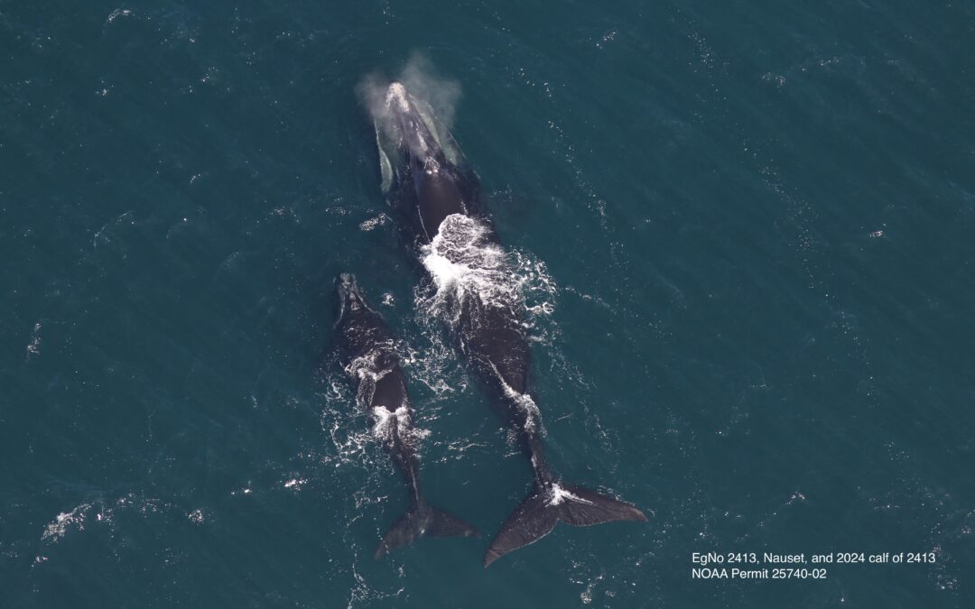 Seasons’ first North Atlantic right whale mother and calf observed in Cape Cod Bay