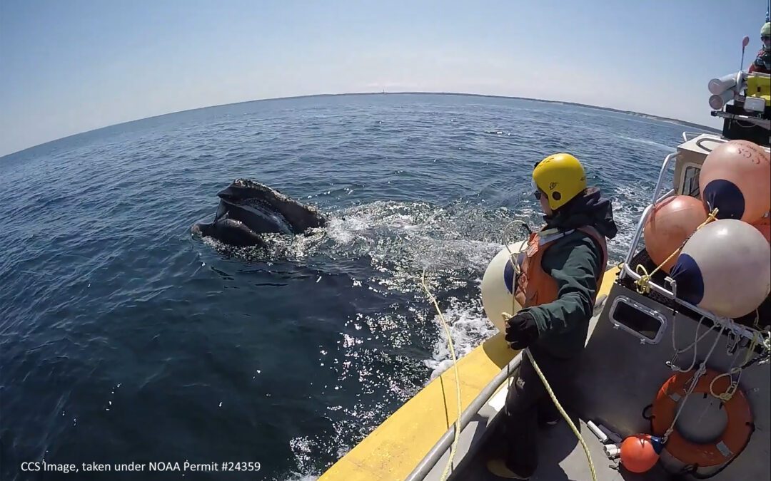 Center for Coastal Studies Responds to Entangled North Atlantic Right Whale