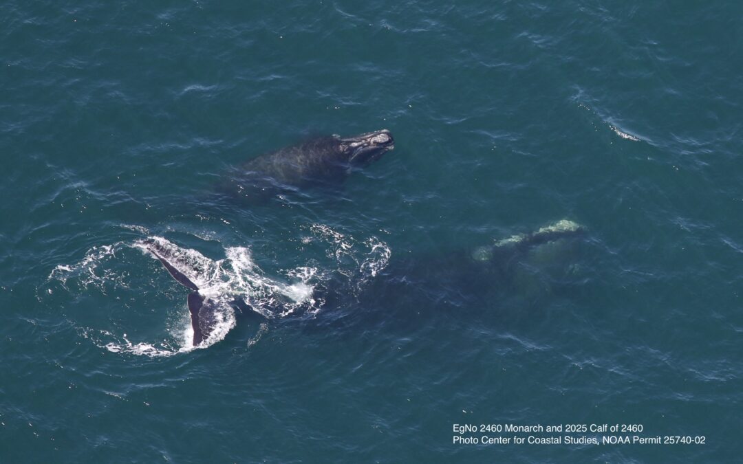 Center for Coastal Studies Researchers Identify Season’s Eleventh North Atlantic Right Whale Mother and Calf