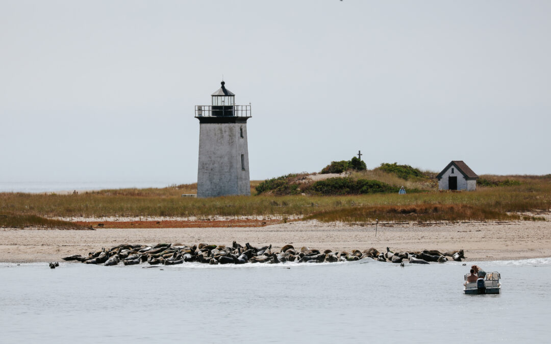 Dolphin Fleet, Center for Coastal Studies to Offer Guided Tours of Provincetown Harbor