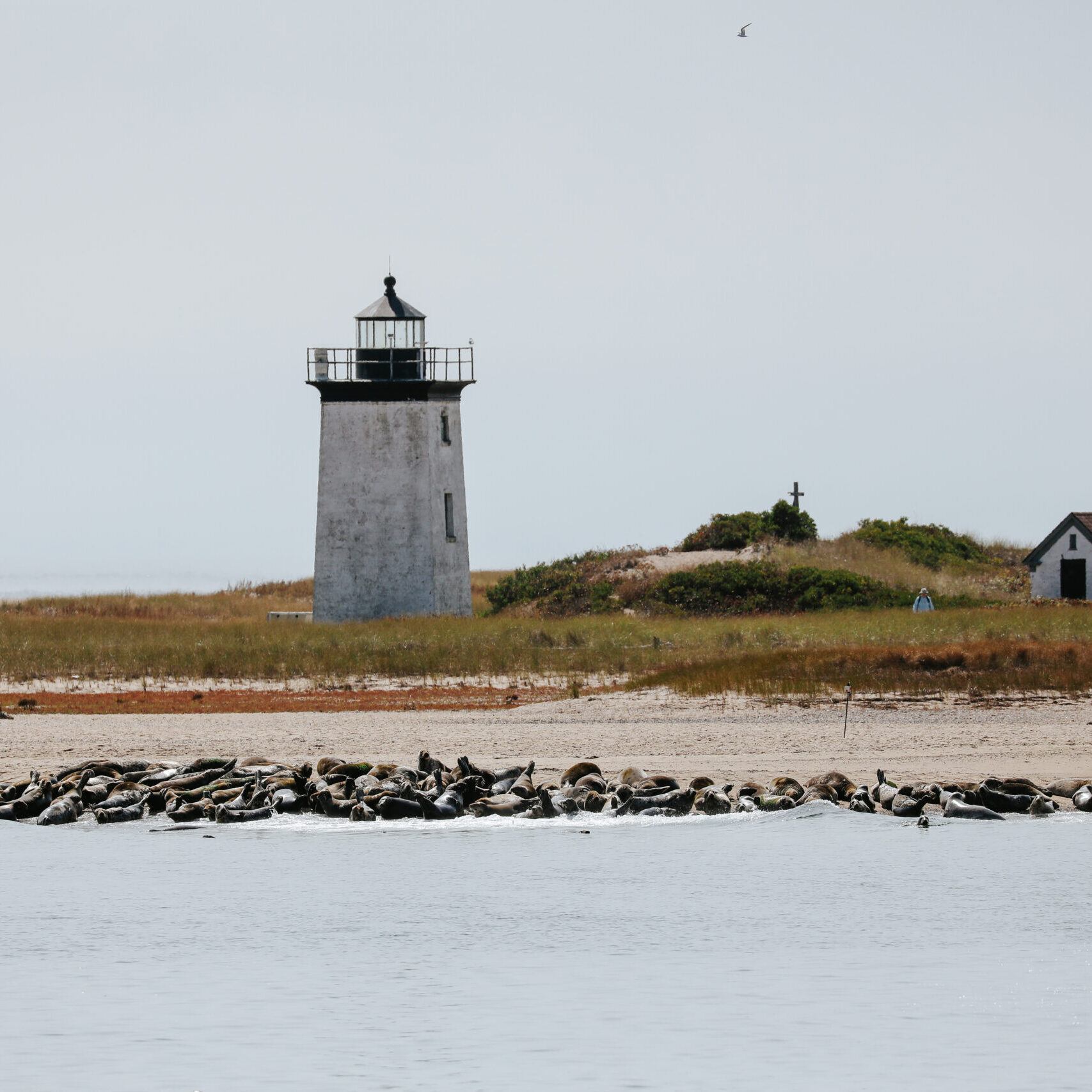 Dolphin Fleet, Center for Coastal Studies to Offer Guided Tours of