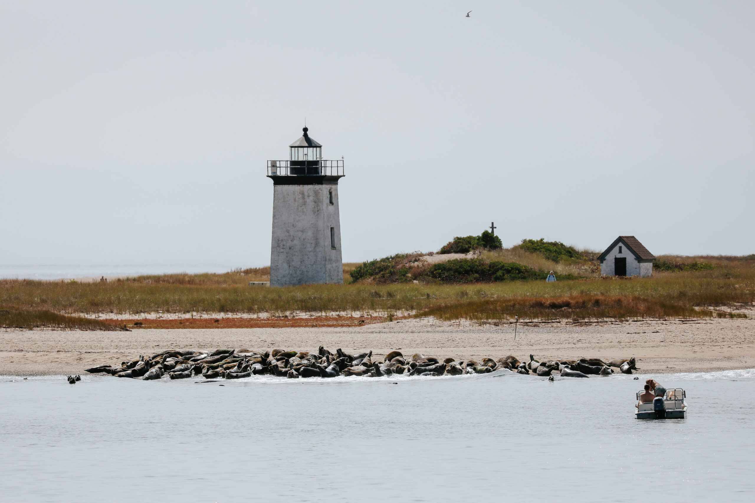 Dolphin Fleet, Center for Coastal Studies to Offer Guided Tours of