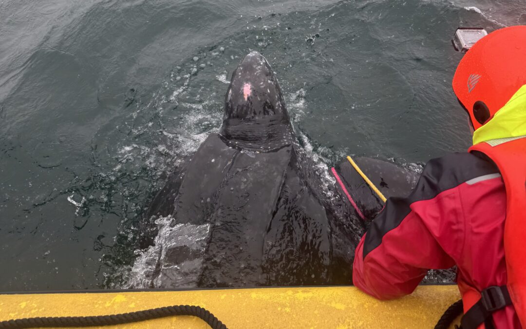 Center for Coastal Studies Frees Entangled Leatherback Turtle in Cape Cod Bay