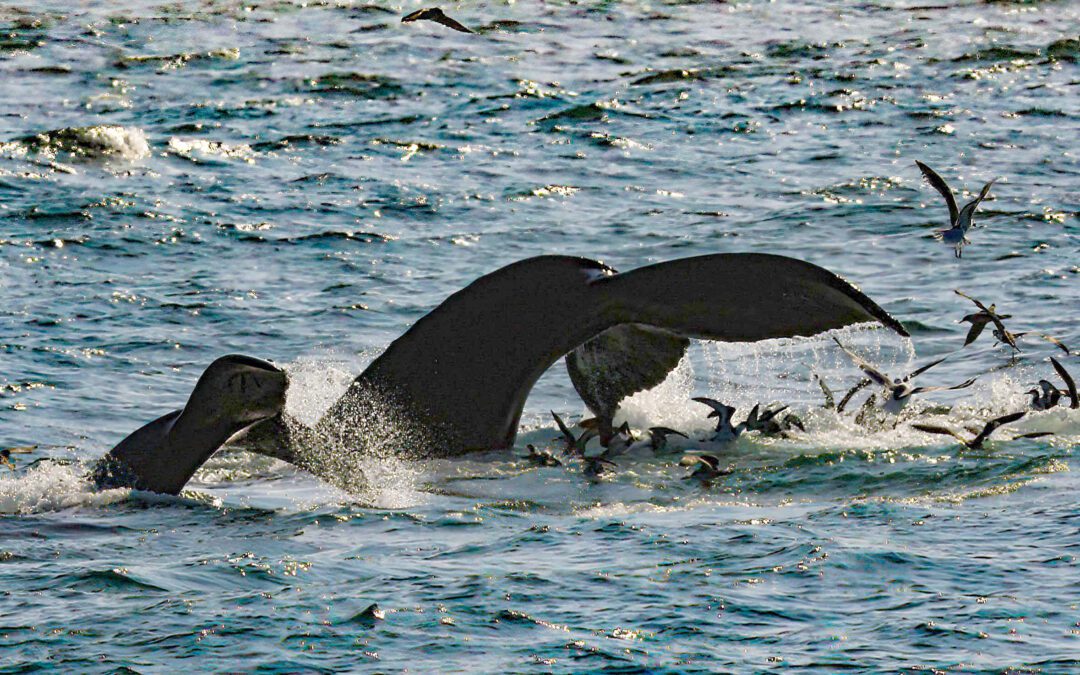 Five Generations of Humpback Whale Confirmed on the U.S. East Coast