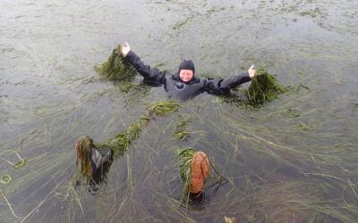 In Remote Refuge, Researchers Survey Pristine Eelgrass Beds