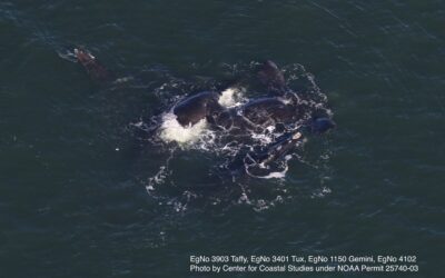 CCS researchers make season’s first sighting of North Atlantic right whales in Cape Cod Bay