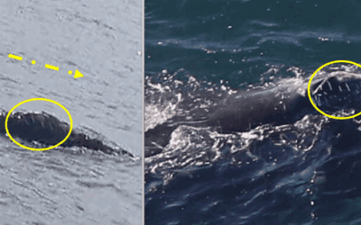 Unique encounter with right whale off Boston reveals unusual European connection