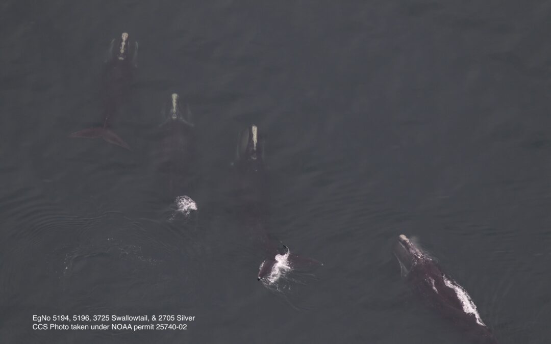 33 Right Whales Sighted in Cape Cod Bay
