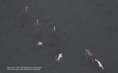 33 Right Whales Sighted in Cape Cod Bay