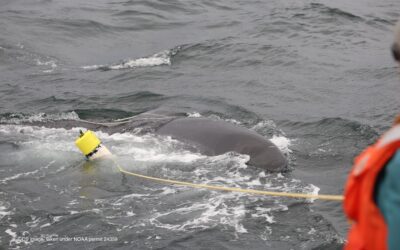 Center for Coastal Studies Responds to Entangled North Atlantic Right Whale in Cape Cod Bay