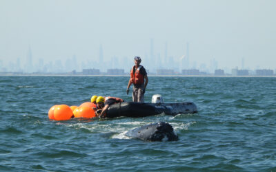 International Whale Disentanglement is Next Topic at Napi’s Winter Lecture Series