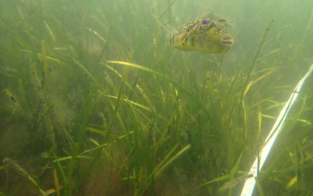 Center for Coastal Studies Launches New Protocol to Encourage International Seagrass Research