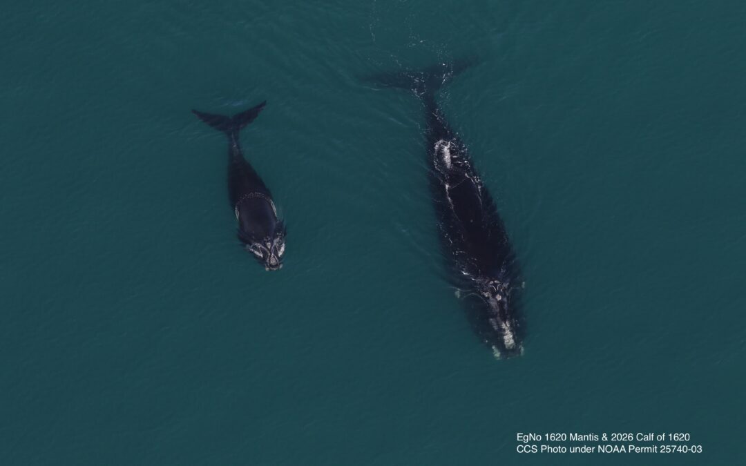 CCS researchers observe season’s first North Atlantic right whale mothers and calves in Cape Cod Bay