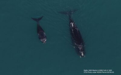 CCS researchers observe season’s first North Atlantic right whale mothers and calves in Cape Cod Bay