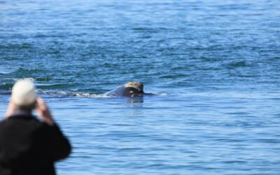Center for Coastal Studies Offers Spring Whale Walks