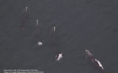 Center for Coastal Studies to Host Right Whale Day Events