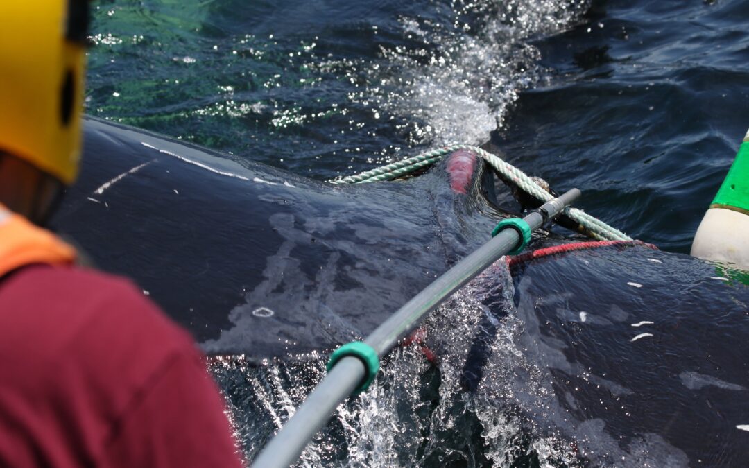 Center for Coastal Studies Disentangles Humpback Whale in Stellwagen Bank National Marine Sanctuary
