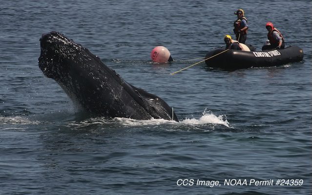 CCS disentangling humpback Bounce; NOAA Permit #24359