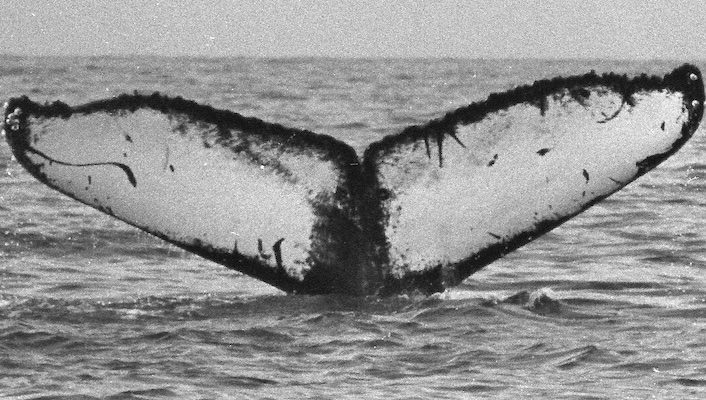 Ibis: 1st whale disentangled by CCS