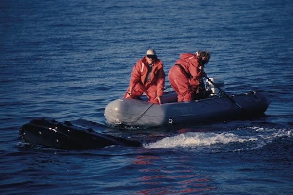 Ibis, CCS 1st disentanglement, 1984