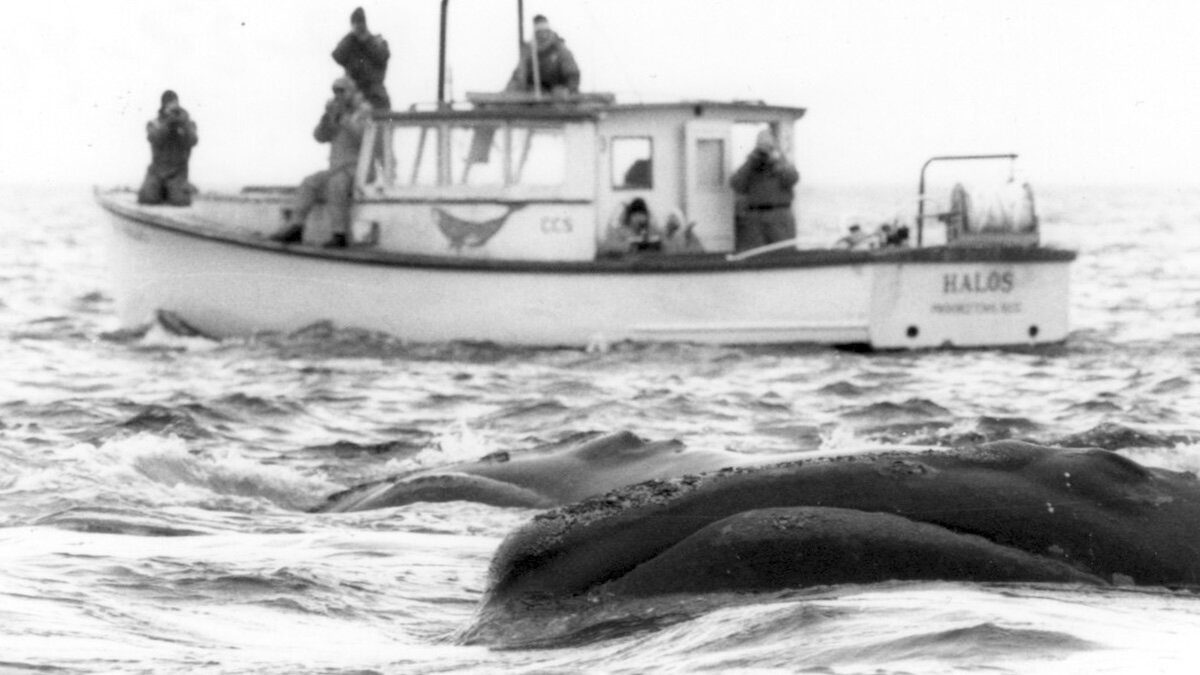 CCS right whale research aboard R/V Halos