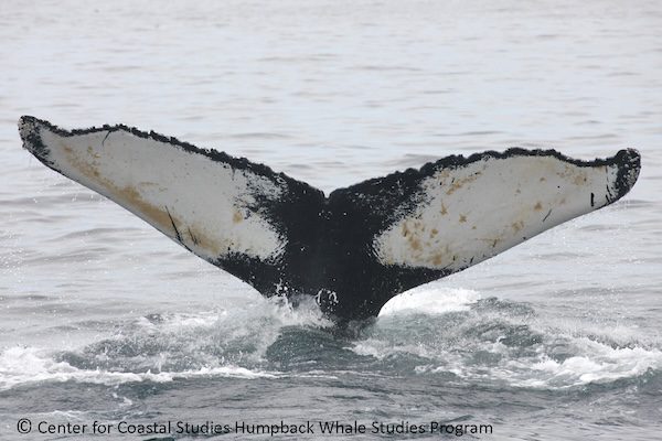 Salt: 1st named Humpback