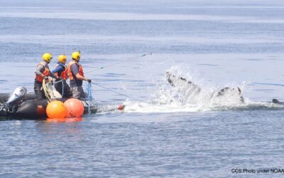 Center for Coastal Studies Disentangles Humpback Whale off Rockport, MA