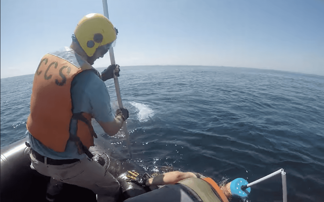 CCS Disentangles Humpback Whale in Stellwagen Bank National Marine Sanctuary – the Second this Week