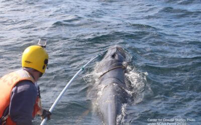 CCS Responds to Entangled Minke Whale off Nauset Inlet